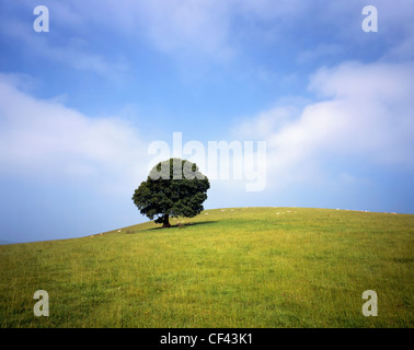 Pecora che pascola sul pendio di una collina con una lone tree. Foto Stock