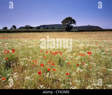 View over wild Poppies growing in a meadow towards Peckforton Castle. Foto Stock