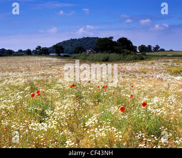 View over wild Poppies growing in a meadow towards the Peckforton Hills. Foto Stock
