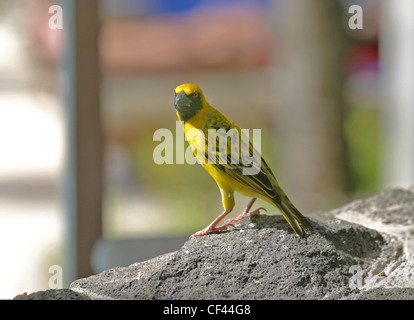 Villaggio maschio Weaver (Ploceus cucullatus), in Mauritius Foto Stock