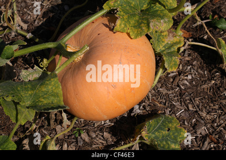 Campo, zucca cucurbita pepo, Cucurbitaceae. Aka Autunno Zucca, amaro zucca bottiglia, commestibili Estate Squash, midollo, Squash. Foto Stock