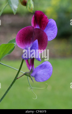 Sweet Pea Lathyrus odoratus, Fabaceae. Nativo di Mediterraneo orientale. Popolari di fiori coltivati. Foto Stock