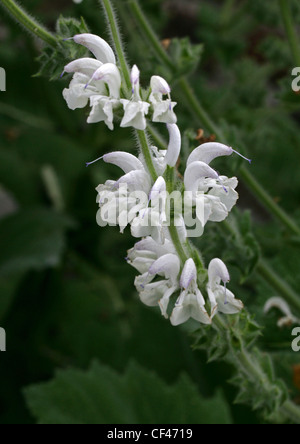 Argento, Salvia Salvia Argento, Argento Clary, Salvia argentea, Lippenblütler (Lamiaceae). Mediterraneo Foto Stock