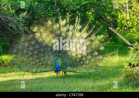 Peafowl pavone maschio dancing a Yala National Park, Sri Lanka Foto Stock
