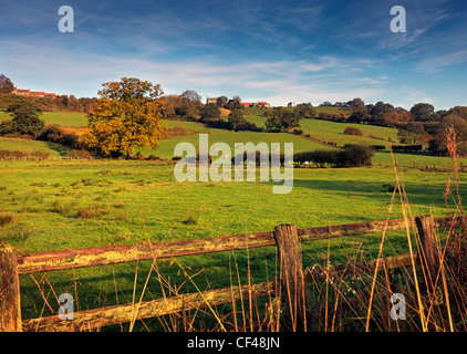 Il pascolo di bestiame su una collina nella valle di ESK a inizio autunno. Foto Stock