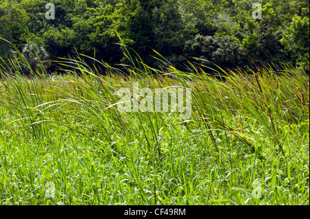 Bull giunchi crescono in Warwick Pond Riserva Naturale, Warwick Parish, Bermuda Foto Stock