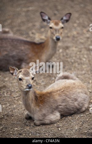 Cervi sika (lat. Cervus nippon) Foto Stock