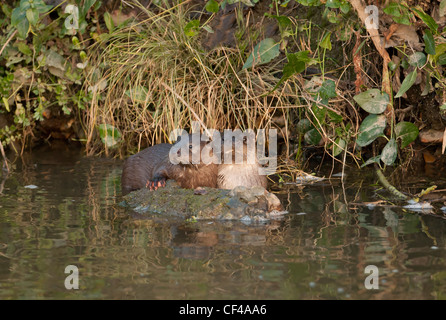 La madre e il cucciolo di lontra comune Lutra lutra Foto Stock