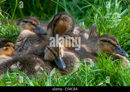 Gruppo di MALLARD ANATROCCOLI Anas platyrhynchos appoggiata sull'erba Foto Stock