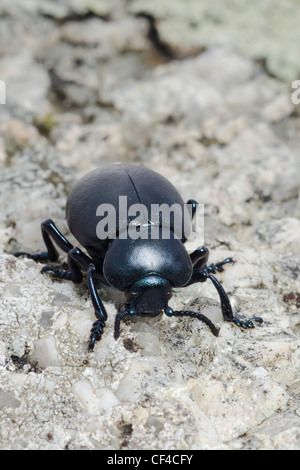 Becchi sanguinosa beetle Foto Stock