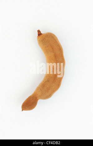 Tamarindus indica . Il tamarindo frutta / capsule di seme su sfondo bianco Foto Stock