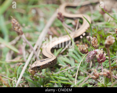 Giovani slow worm nella prateria Foto Stock