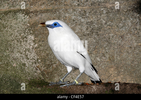 Bali Starling, Leucopsar rothschildi, noto anche come il Bali Mynah è endemica nell isola di Bali e è in pericolo critico sulla Lista Rossa IUCN Foto Stock