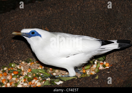 Bali Starling, Leucopsar rothschildi, noto anche come il Bali Mynah è endemica per l'isola di Bali, Indonesia Foto Stock