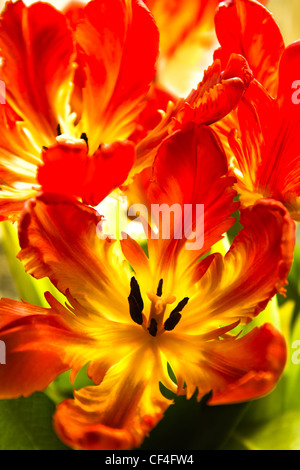 Tulipani pappagallo - funny fiori di primavera con increspato e ritorto petali in colori luminosi - immagine verticale Foto Stock