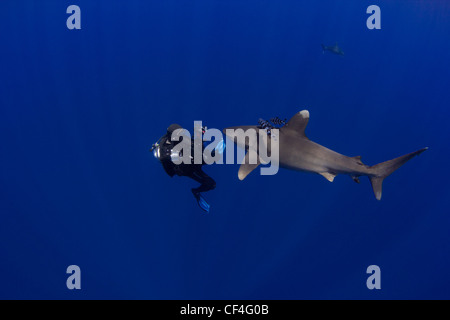 Un subacqueo avvicinato da un Oceanic Whitetip in Bahamas Foto Stock