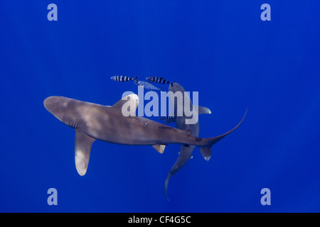 Due Oceanic Whitetips volteggiare al di sotto di Foto Stock