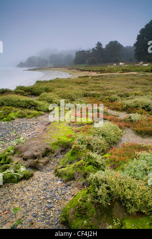 Il fiume Orwell fluisce attraverso questa zona di straordinaria bellezza naturale è Suffolk. Foto Stock