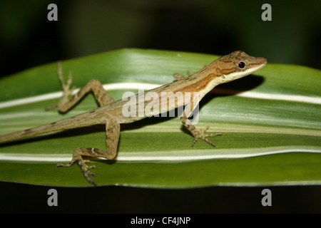 Anole Lizard - confine Anole (noto anche come Anole) limifrons Anolis Foto Stock