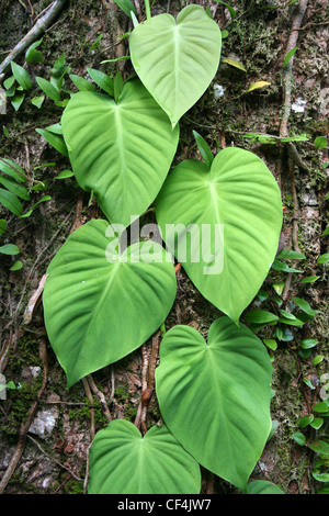 A forma di cuore di foglie di vite Foto Stock