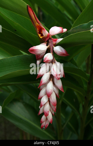 Alpinia zerumbet "Shell variegato Ginger' Foto Stock