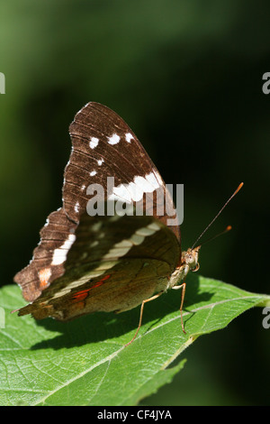 Nastrare Peacock - Anartia fatima Foto Stock