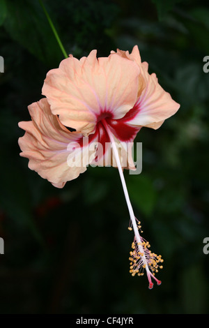 Peach colorati fiori di ibisco in Costa Rica Foto Stock