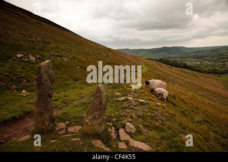 Due pecore al pascolo a lato di un sentiero in esecuzione su di un colle nel Parco Nazionale di Peak District. Foto Stock