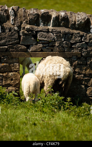 Un agnello e la madre squeeze attraverso uno spazio in un secco muro di pietra. Foto Stock