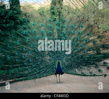 Maschio peafowl indiano (Pavo cristatus) visualizzando la sua coda durante il corteggiamento Foto Stock