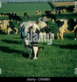 Holstein il frisone mucche al pascolo di erba a molla poco dopo il primo giro fuori dell'anno Foto Stock