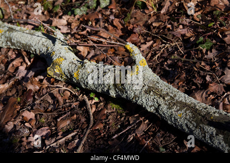 Morto un ramo di albero coperto di licheni. Lichene è un buon indicatore di aria pulita Foto Stock