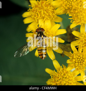 Sorvola di marmellata (Episyrphus balteatus) adulto su un fiore compositae Foto Stock