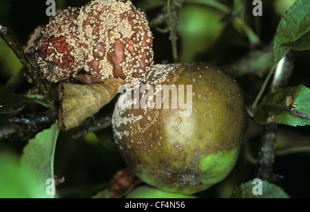 Marciume bruno (Sclerotinia fructigena) di sviluppo sulla maturazione di frutta apple Foto Stock