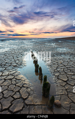 Breve monconi di legno esposto dalla bassa marea del lavaggio, un estuario sulla costa orientale dell'Inghilterra dove incontra Norfolk Lincolnshir Foto Stock