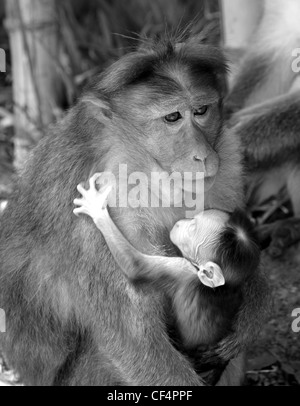 Madre indiana macaco rhesus monkey con il bambino Foto Stock