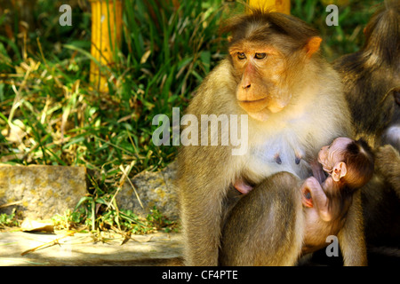 Madre indiana macaco rhesus monkey con il bambino Foto Stock