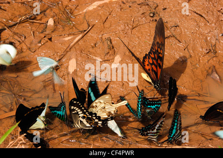 Copertura Swallowtails, (Papilio antimachus), P. Dardano, P. menestheus e Graphium policines, nella foresta pluviale, Ghana. Foto Stock