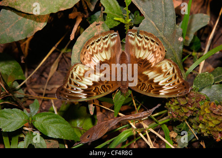 Comandante comune Butterfly (Euryphura chalcis : Nymphalidae), femmina nella foresta pluviale, Cameroun. Foto Stock