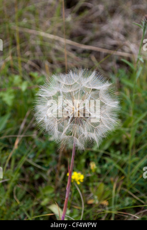 Salsefrica / goatsbeard seme head Foto Stock