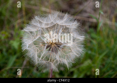 Salsefrica / goatsbeard seme head Foto Stock