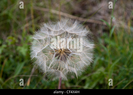 Salsefrica / goatsbeard seme head Foto Stock