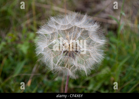 Salsefrica / goatsbeard seme head Foto Stock