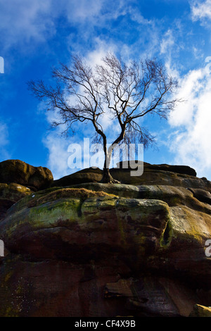 Un lone tree permanente sulla Brimham Rocks, un gruppo di strane formazioni rocciose sparse su Brimham Moor. Foto Stock