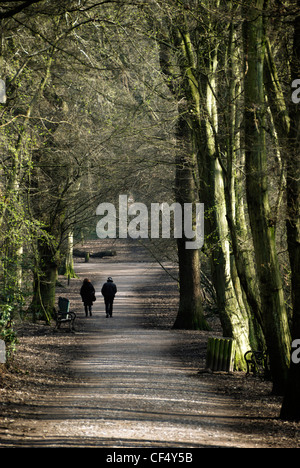Un giovane a piedi lungo un sentiero attraverso il bosco di Highgate nel tardo inverno. Foto Stock