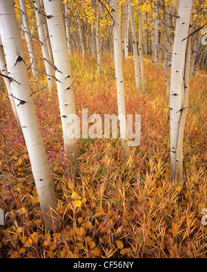 Autunno a colori viene a aspens, erbe e felci vicino a Telluride in Colorada Foto Stock