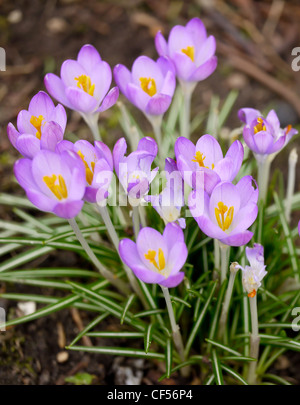 Chiudere il gruppo di crochi viola Foto Stock