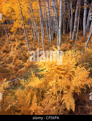 Autunno a colori viene a aspens, erbe e felci vicino Kebler Pass e Crested Butte in Colorada Foto Stock