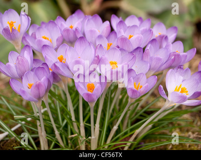 Chiudere il gruppo di viola Crcuses Foto Stock