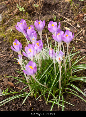 Chiudere il gruppo di viola Crcuses Foto Stock